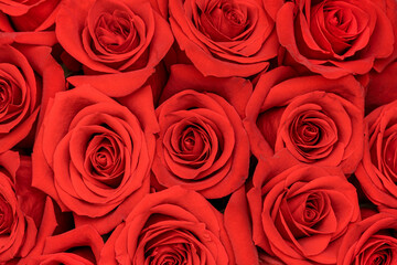Roses background. Natural fresh red rose flowers. Floral texture. Love, romantic concept