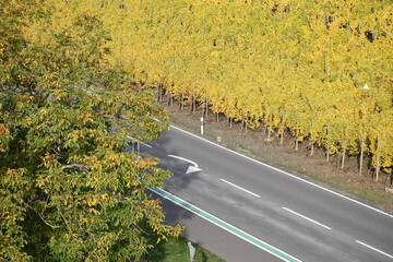herbstliches Moseltal zwischen Kobern-Gondorf (Eifelseite) und Niederfell (Hunsrückseite)