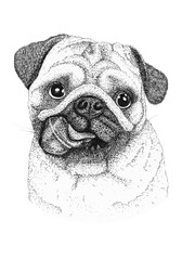 pug dog head hand drawn illustration. Ink black and white drawing, isolated