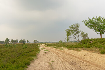 Obraz premium Sand track in a hazy heath landscape in Kalmthout, Flanders 