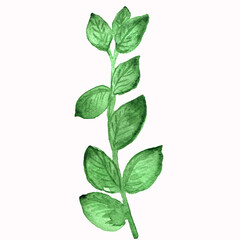 Watercolor leaves, eucalyptus leaves, green leaves, plants, watercolor greens, elements of watercolor leaves