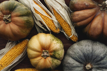 Toned autumn background of pumpkins and corn