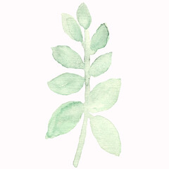 Watercolor leaves, eucalyptus leaves, green leaves, plants, watercolor greens, elements of watercolor leaves