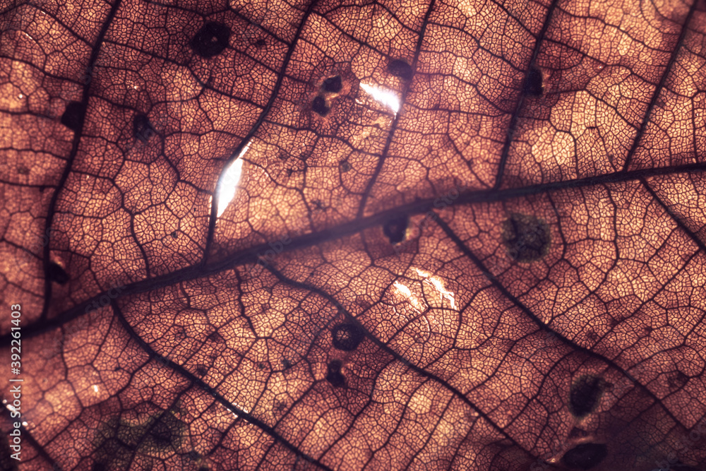 Poster close up detail of a old leaf plant. beautiful background pattern for design.