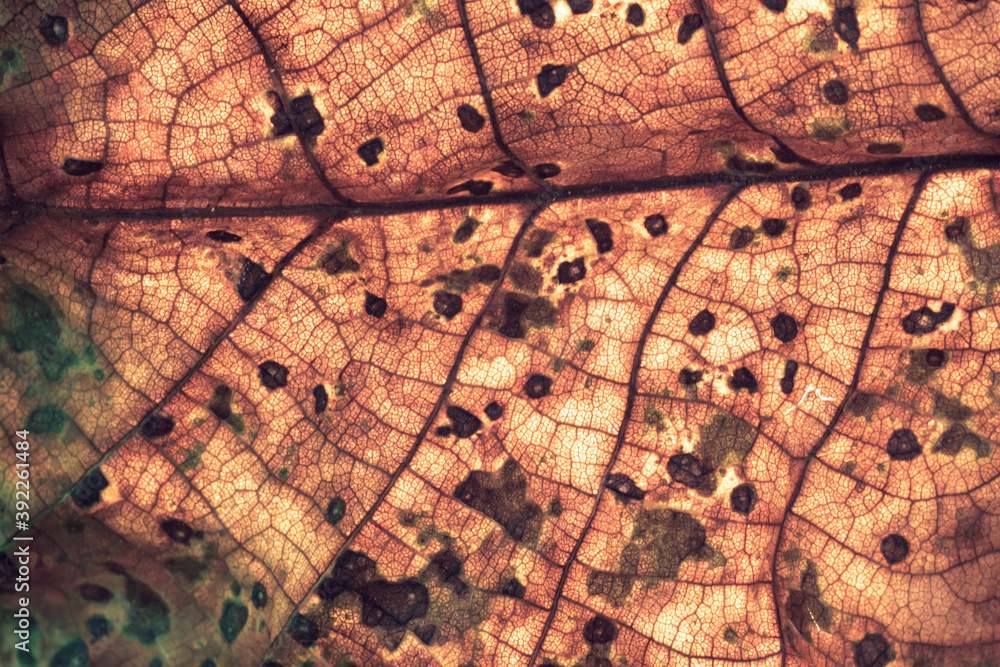 Poster close up detail of a brown leaf plant. beautiful background pattern for design. macro photography vi