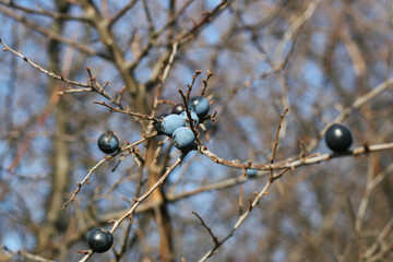 Blaue Früchte der Schlehe im November. Frucht mit hohem Vitamin C Gehalt. Wildfrucht, Vogelfutter 