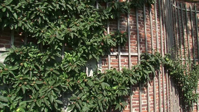 Medlar fruit tree growing on a crinkle crankle garden wall + pan pear tree. The sinuous shape of the wall ensures that the sun is trapped so that a warm microclimate is generated
