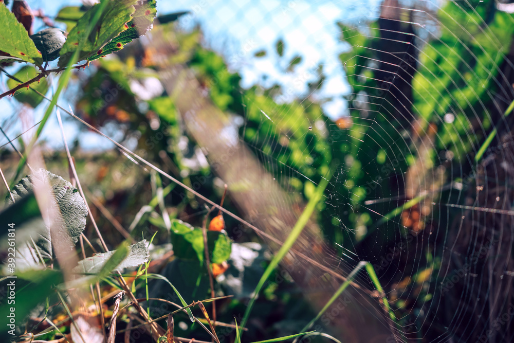 Poster cobweb or spider's web against a natural background.