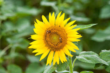 Beautiful sunflower in a field