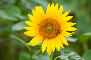 Beautiful sunflower in a field