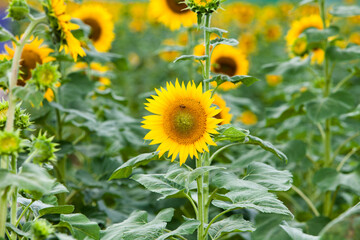 Beautiful sunflower in a field