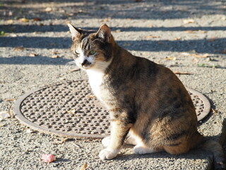 Fototapeta premium ふくよかな可愛らしい三毛猫