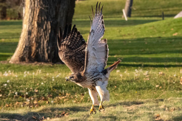Red-Tailed Hawk - Taking Flight I