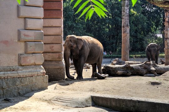Elephant photography zoo vintage jungle