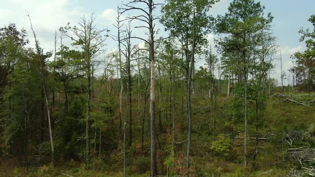 Southern Pine Beetle Infestation