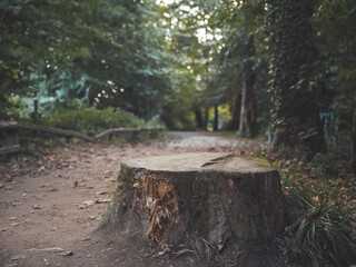Obraz premium Stump in the woods