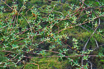 Native beach plant (Alternanthera maritima), Rio de Janeiro, Brazil 