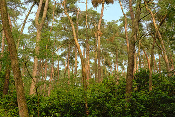 Pine forest in Kalmthout heath nature reserve, Flanders, Belgium