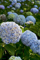 blue hydrangea (Hydrangea macrophylla) or Hortensia, Guatemala