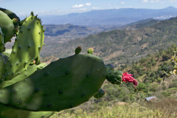 Guatemala, highlands, Central America: thickets of prickly pear cactus with juicy red fruits in the highlands of Guatemala