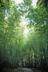 Fototapeta premium Bamboo Forest