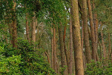 Obraz premium Pine forest in Kalmthout heath nature reserve, Flanders, Belgium