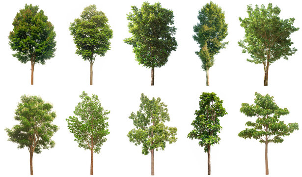 Tree Line Backgrounds PNG Image  Transparent PNG Free Download on SeekPNG
