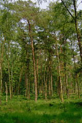 Pine forest in Kalmthout heath nature reserve, Flanders, Belgium