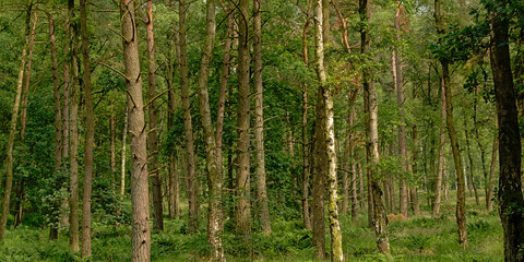 Fototapeta premium Pine forest in Kalmthout heath nature reserve, Flanders, Belgium