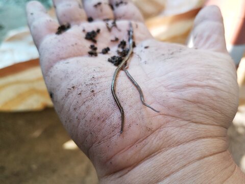 Planarian on your hand.