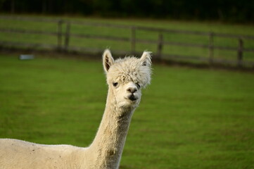 Lama
