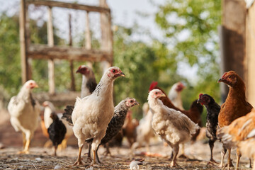 Hen in a farmyard. Rooster and Chickens.