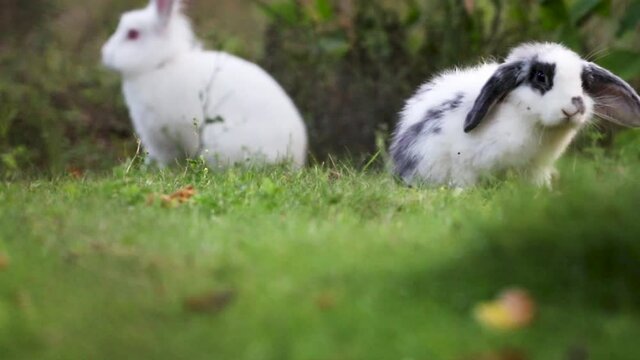 White decorative rabbits on a green lawn, easter bunny