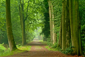 Misty lanes of trees in a green spring forest in Kalmthout.