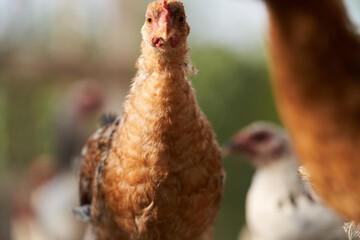 Hen in a farmyard. Rooster and Chickens.