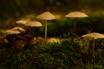 Pilze