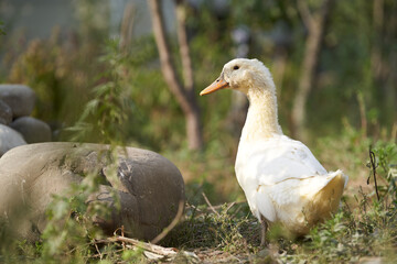 White duck in a forest. Walking waterbird goose