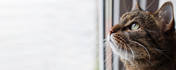 Portrait of a Gray cat looking out the window. copy space. banner