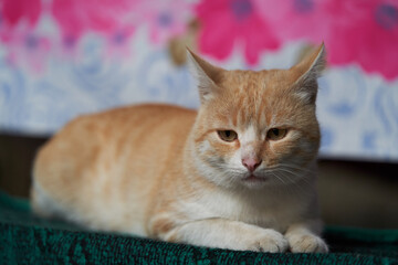 Cute ginger cat lies on bench. Portrait of red cat