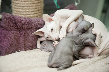 white Don Sphynx cat feeding its newborn kittens