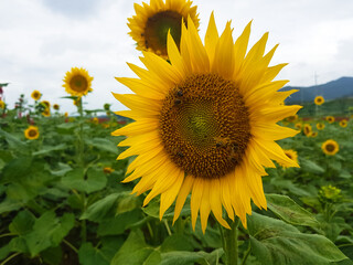 Sunflower in a field nature image of asia