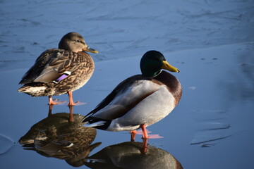 ducks, winter, ice