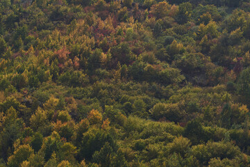 Autumn forest trees with colorful leaves. Autumn season