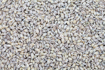 Top view of unhulled unpolished barley background image