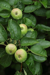 Apfel