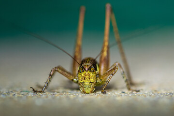 green grasshopper with face looks angry