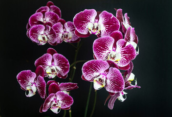 Beautiful purple orchid on black background