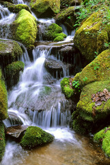 Fototapeta na wymiar 469-17 Small Waterfall Chimneys Area, GSMNP