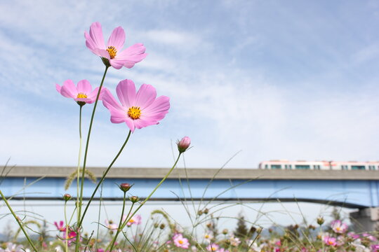 "Cosmea Bilder – Durchsuchen 21,038 Archivfotos, Vektorgrafiken und ...