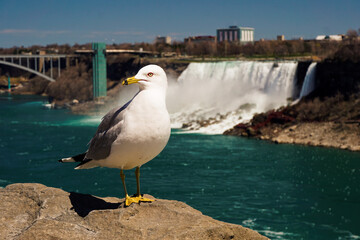 Seagull standing on wall with view on Niagara falls as a backround